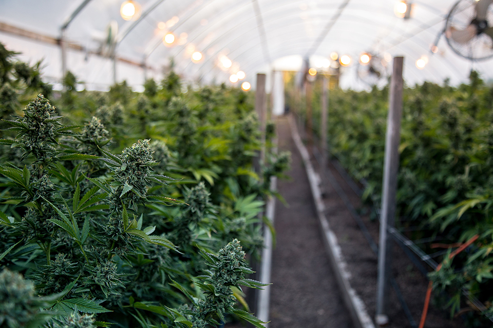 cannabis growing indoors with efficient technology