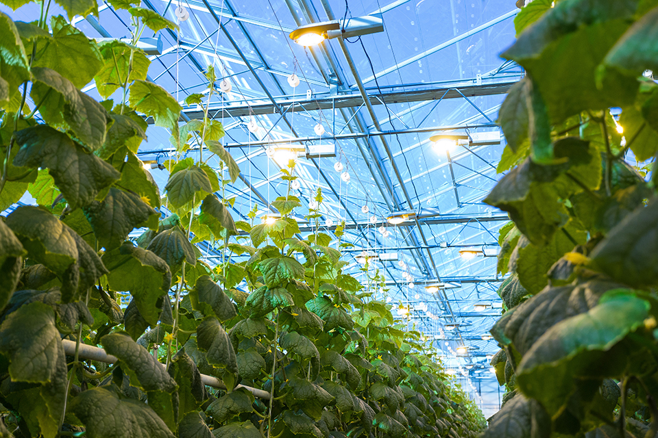 cucumbers growing under greenhouse lights