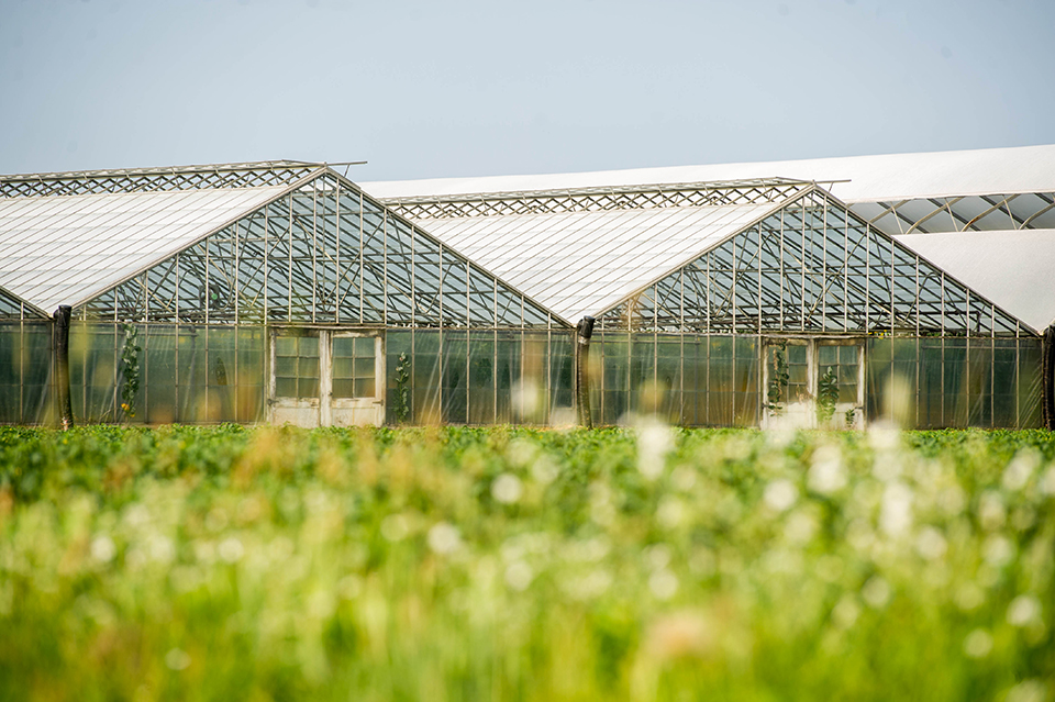 exterior view of an Ontario owned and operated greenhouse